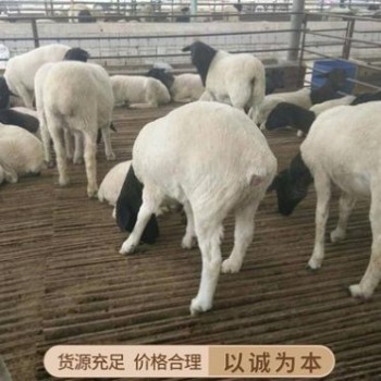 吉林白城市澳洲白大母羊价格澳洲白时候哪个地区养殖